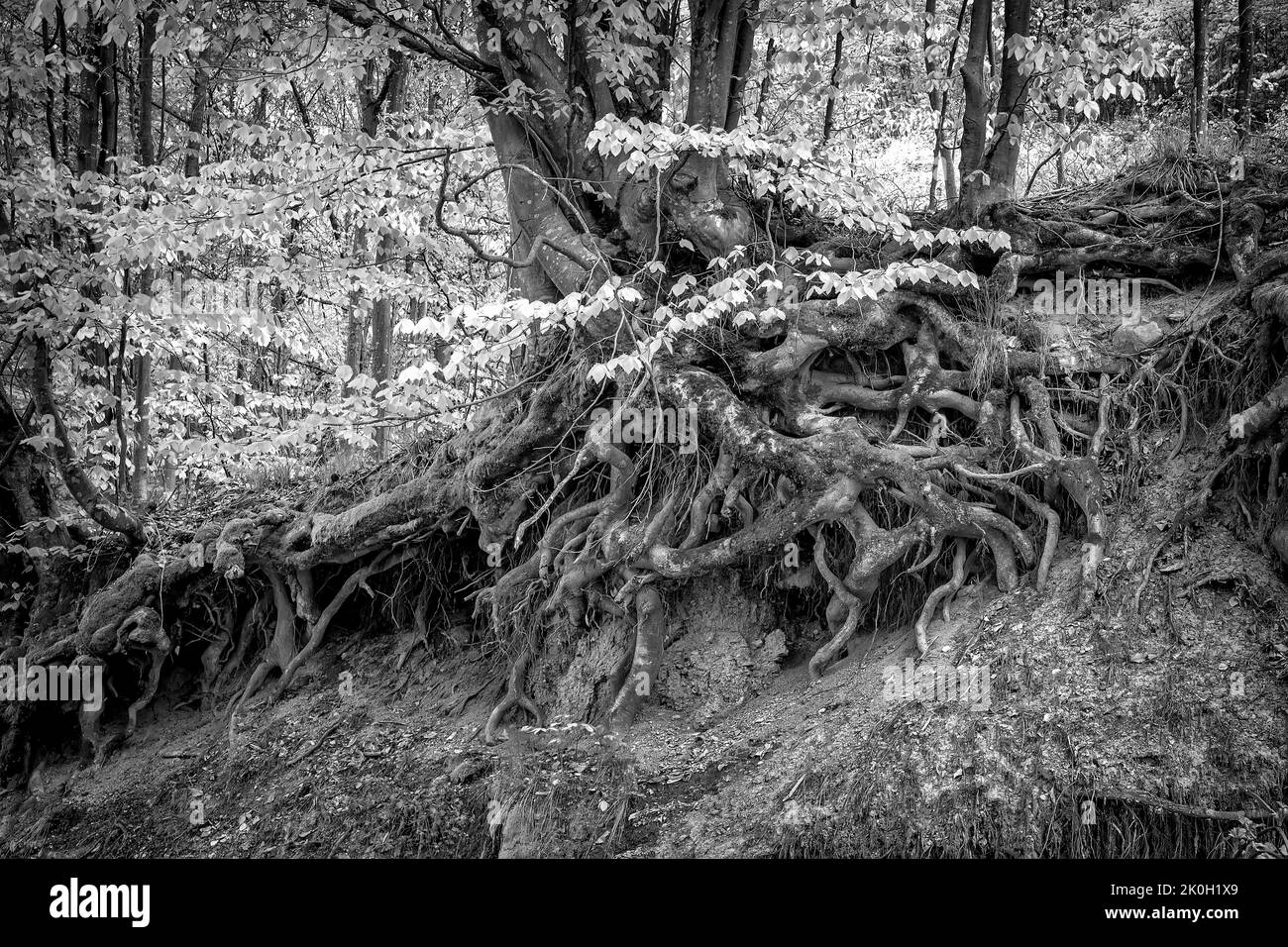 Vieux arbre avec de grandes racines au-dessus du sol dans la forêt. Noir et blanc Banque D'Images