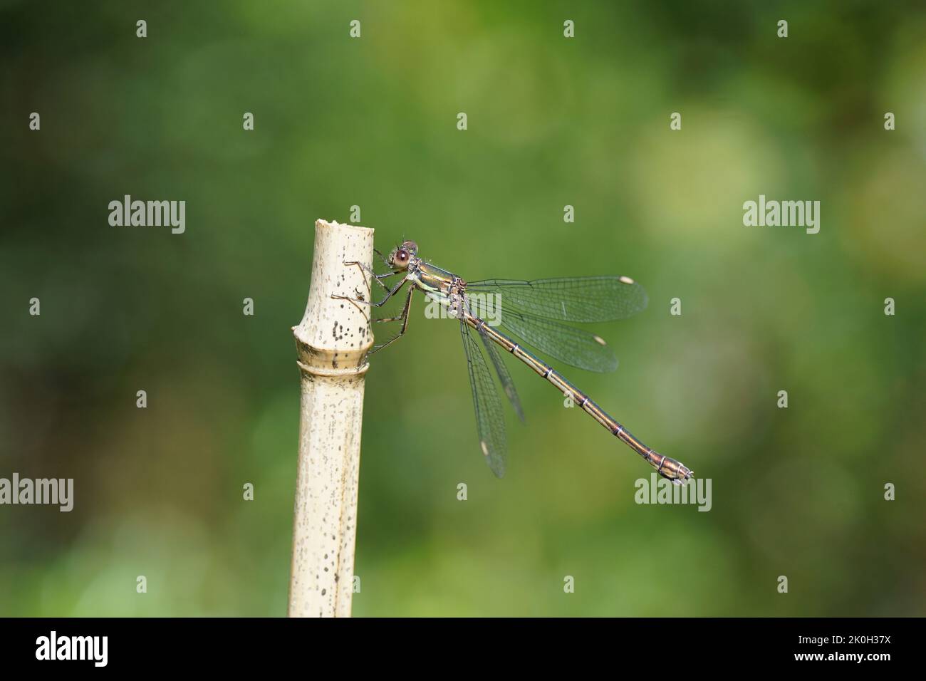 La mouche du saule (Chalcolestes viridis ou Lestes viridis). Tartiner familial (Lestidae). Sur le dessus d'un bouillon de bambou. Été, septembre. Banque D'Images