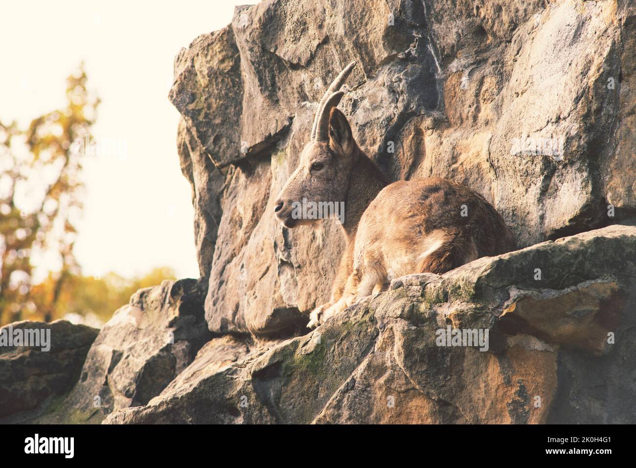 chèvre sauvage reposant sur la roche de pierre en soirée d'automne Banque D'Images