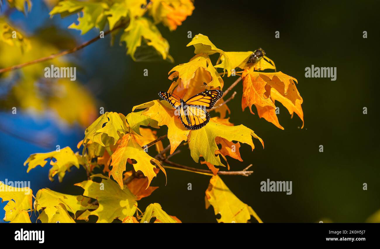 Un papillon monarque perché sur une branche d'érable jaune Banque D'Images