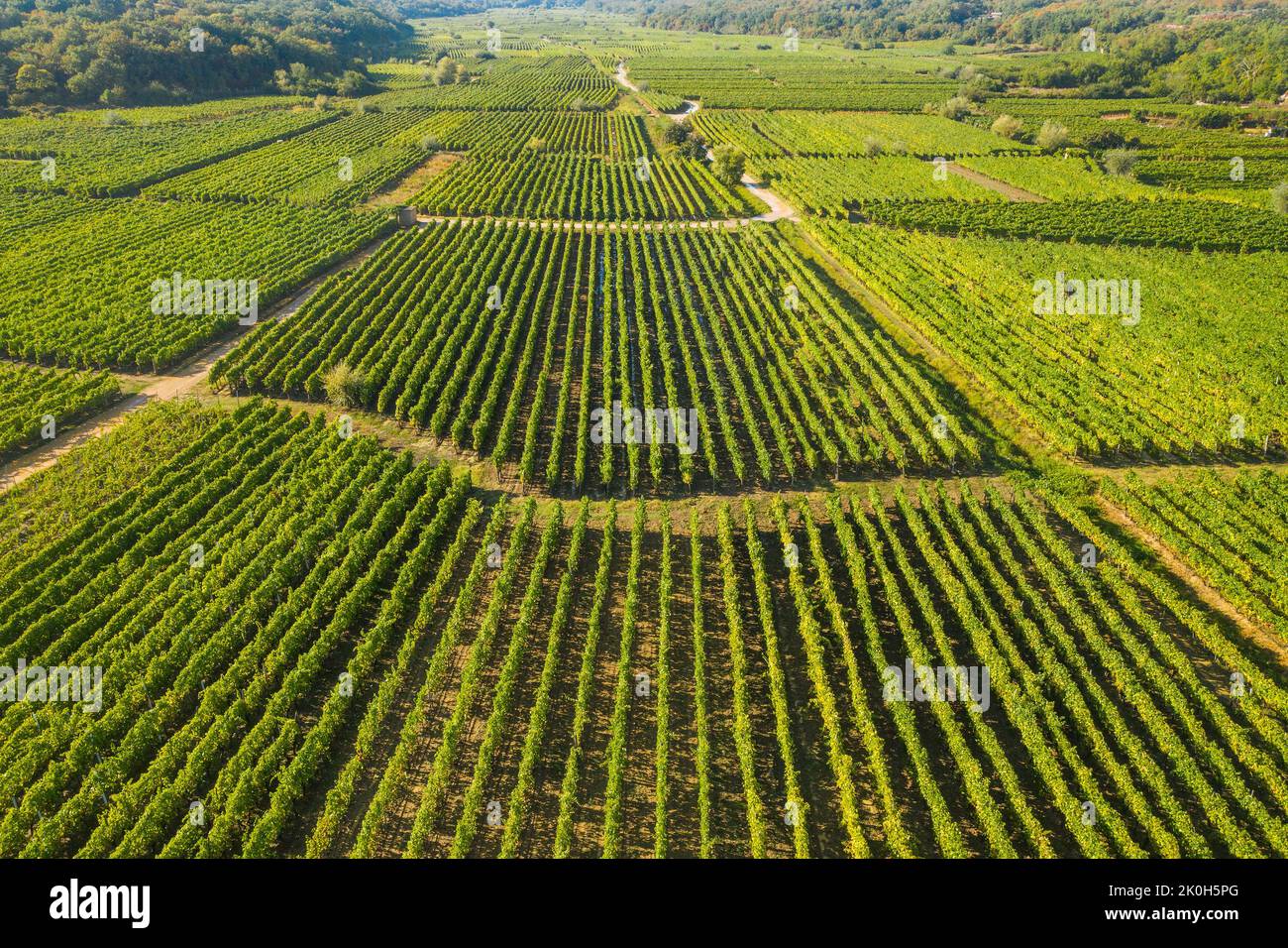 Vignoble de Vrbnik, vue aérienne, Île de Krk, Croatie Banque D'Images