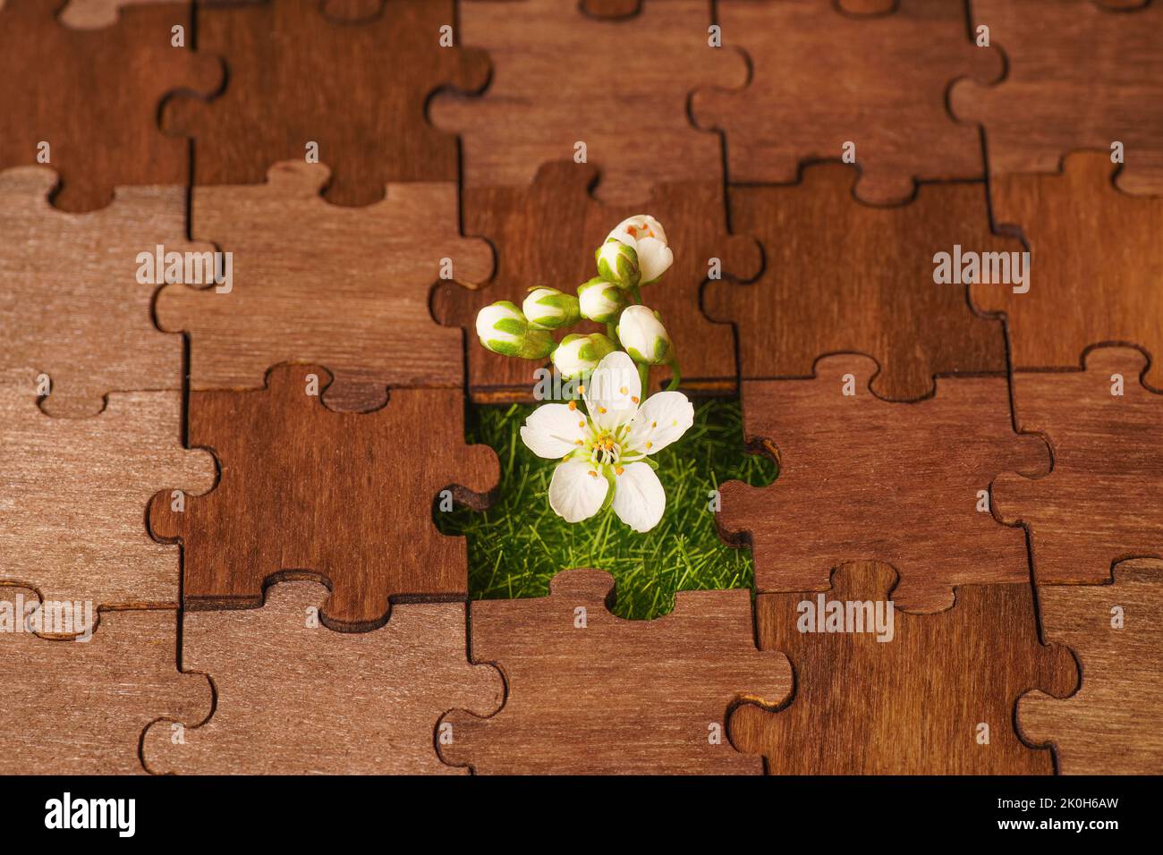 Des fleurs fraîches viennent par un trou dans un puzzle. Concept de puissance de la vie. Banque D'Images
