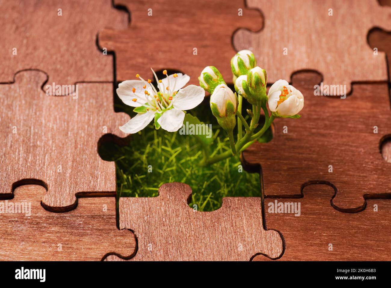 Fleurs d'arbre fraîches venant à travers la pièce manquante dans un puzzle en bois. Concept de nouveaux débuts créatifs. Banque D'Images