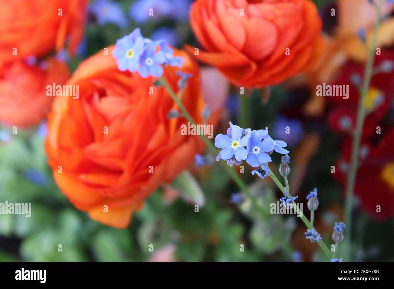 Un cliché sélectif de fleurs bleues oubliées-me-pas avec des butterbutcups perses en arrière-plan Banque D'Images