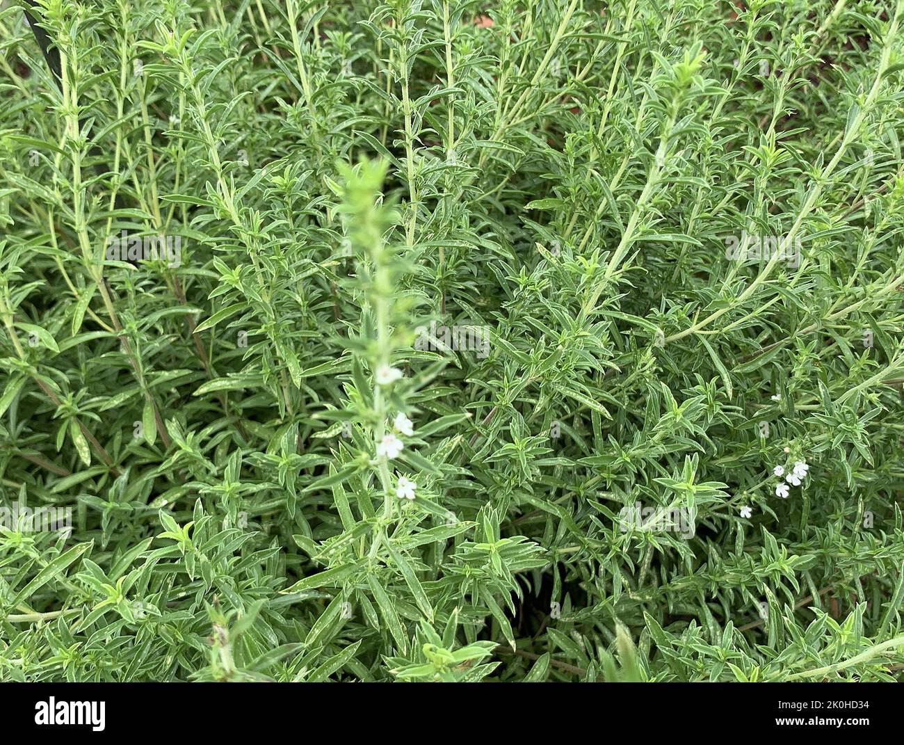 Gros plan de Satureja montana plante salée d'hiver vue dans le potager au Royaume-Uni. Banque D'Images