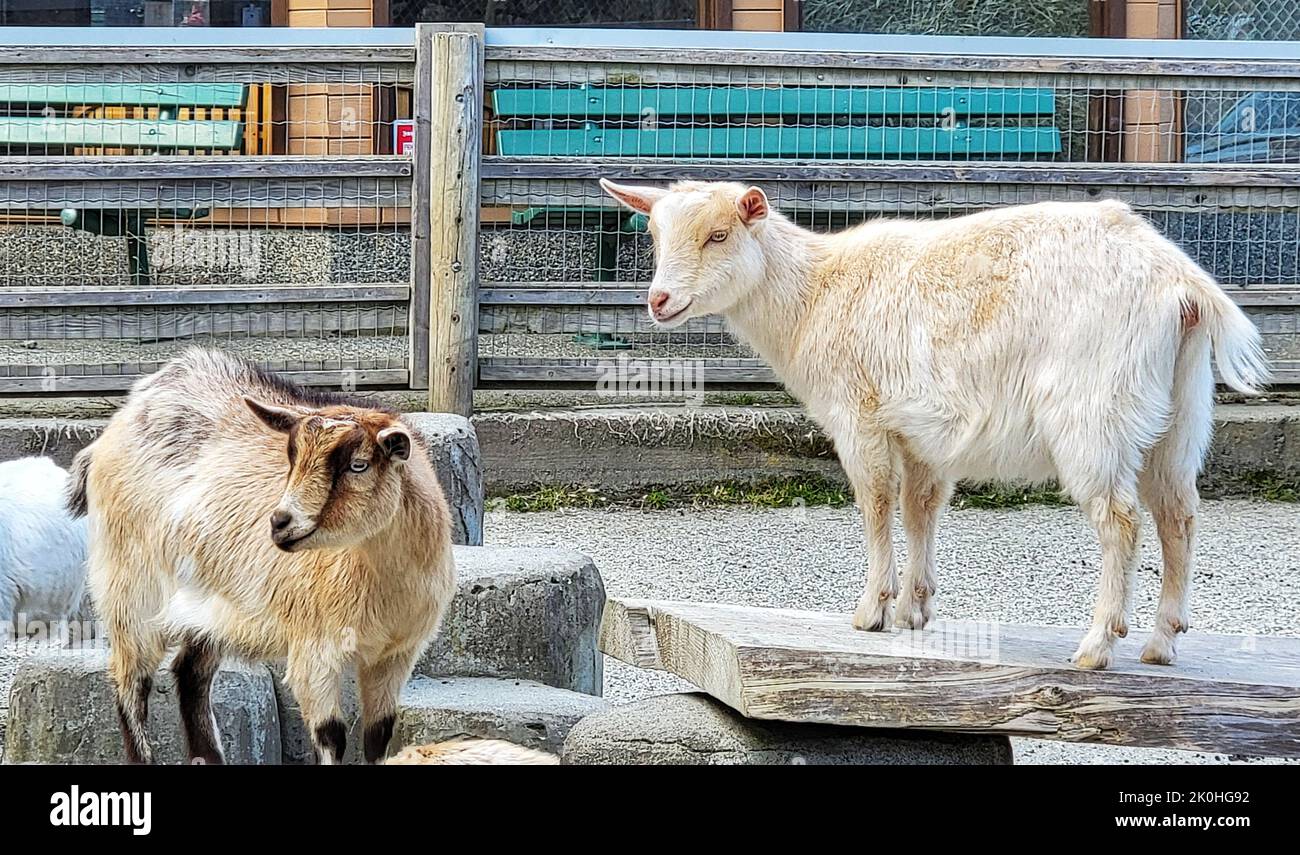 Deux chèvres Saanen sur les terres agricoles Banque D'Images