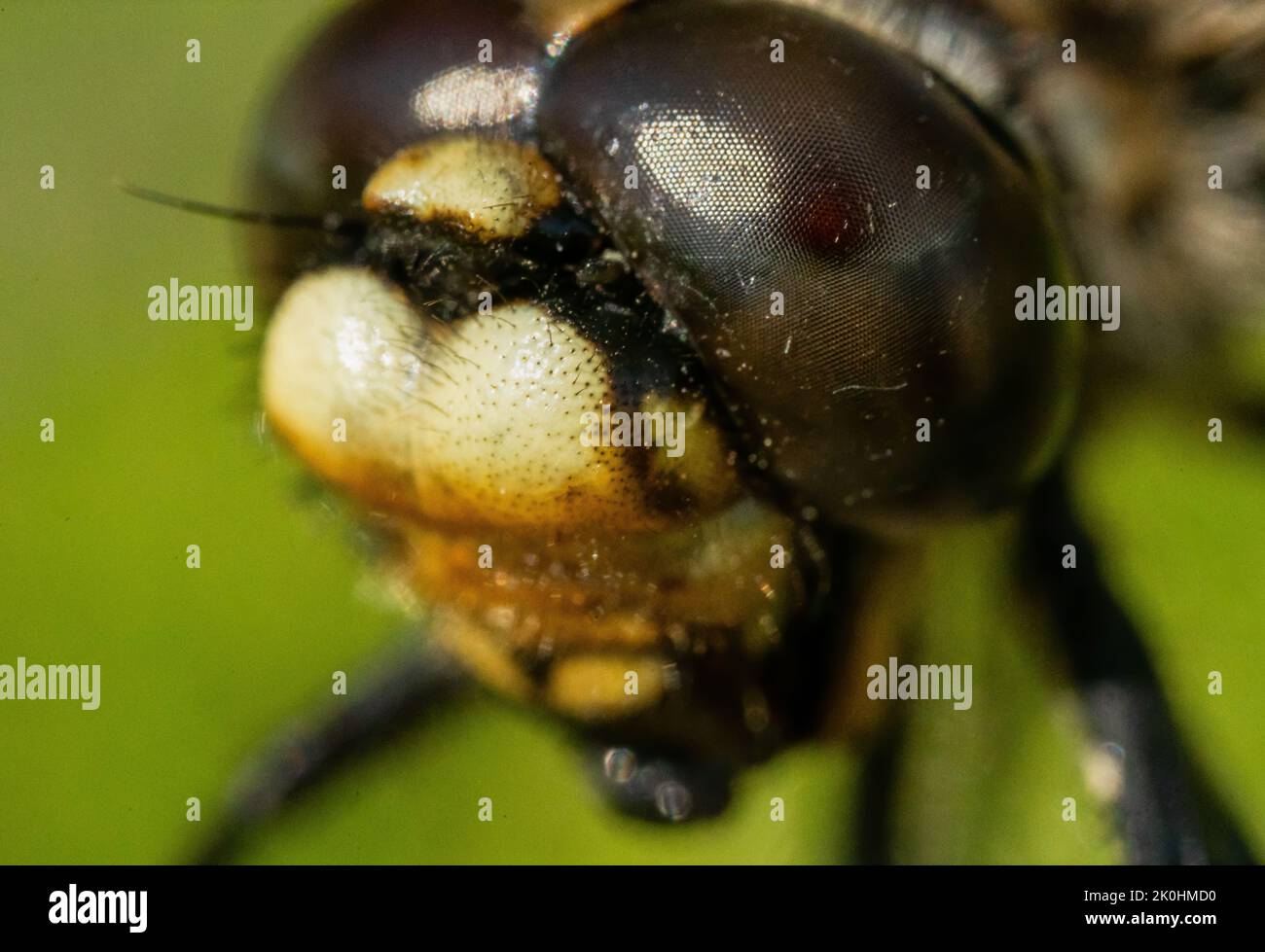 Un gros plan des yeux Facet d'un fourmis Banque D'Images