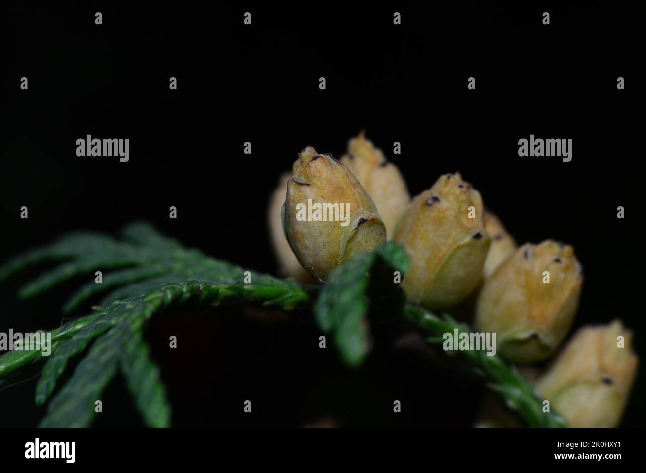 Noix de Thuja, fruits de Thuja Banque D'Images