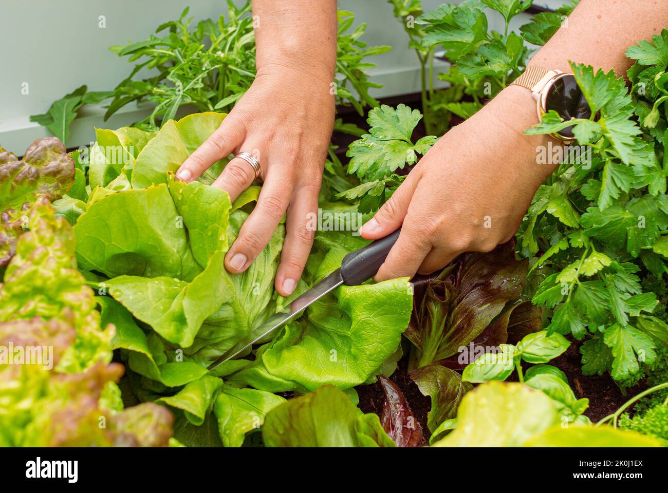 Gros plan d'une salade féminine dans un lit de jardin surélevé Banque D'Images