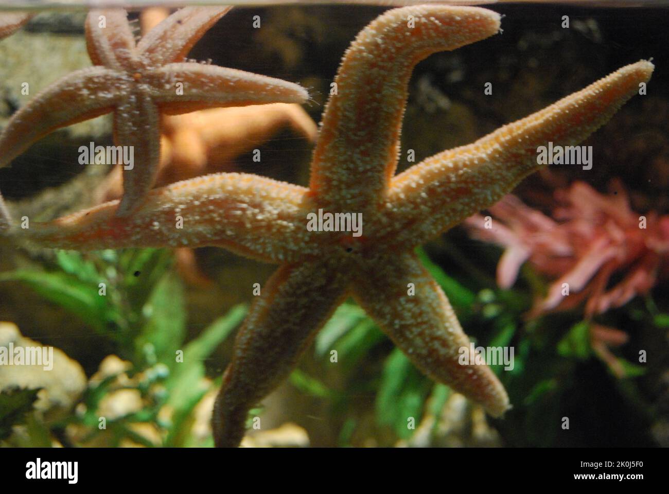 Deux étoiles de mer sous l'eau dans l'aquarium Banque D'Images