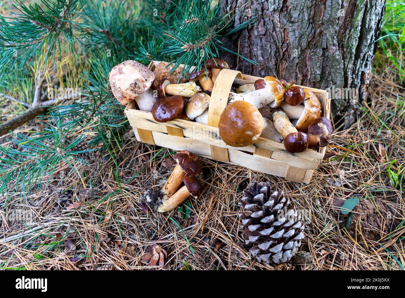Cueillette de champignons dans un panier Banque D'Images