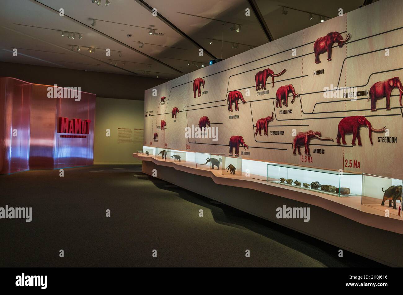 Représentation graphique de la famille d'éléphants. Exposition 'Mamut' au CaixaForum sur les mammouths, les géants de l'âge de glace, Saragosse, Espagne. Banque D'Images