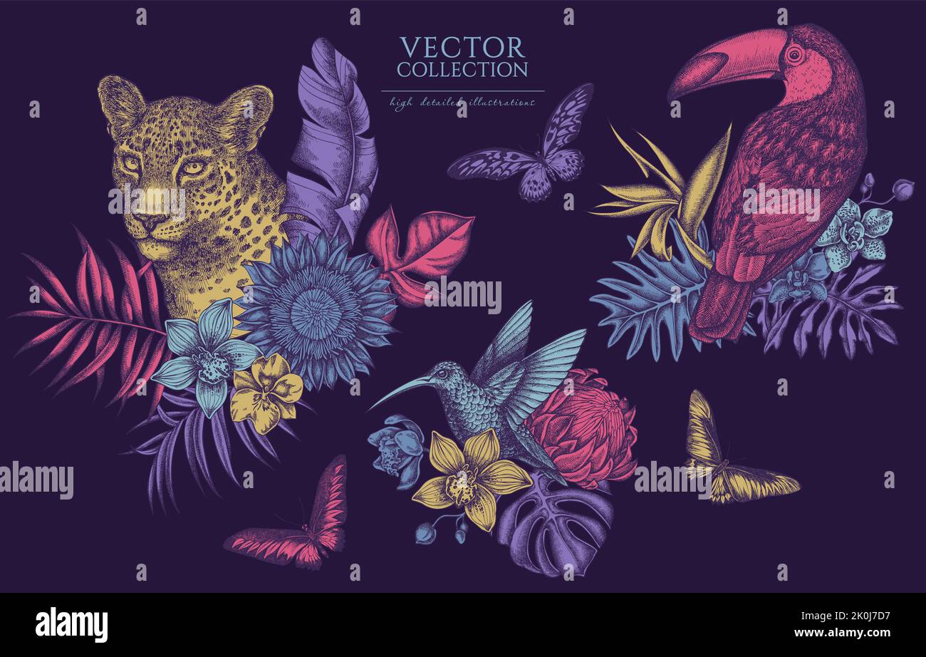 Collection d'illustrations vintage pour animaux tropicaux. Logos dessinés à la main avec léopard, colibri, toucan, rajah brooke's Birdwing, géant africain Illustration de Vecteur