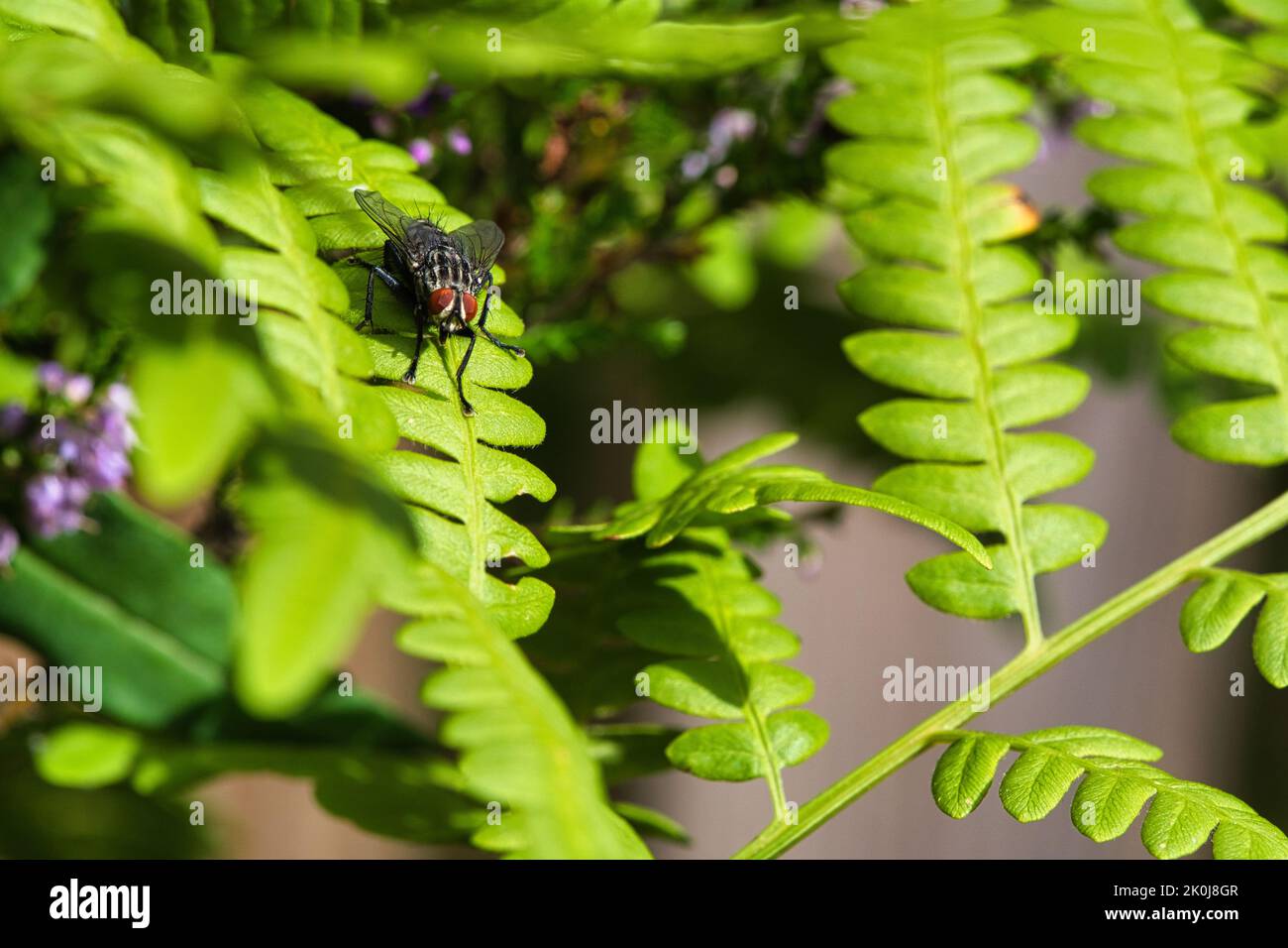 La chair vole sur une feuille verte avec lumière et ombre. Pattes poilues en noir et gris. Alimentation des insectes. Prise de vue macro d'un vol Banque D'Images