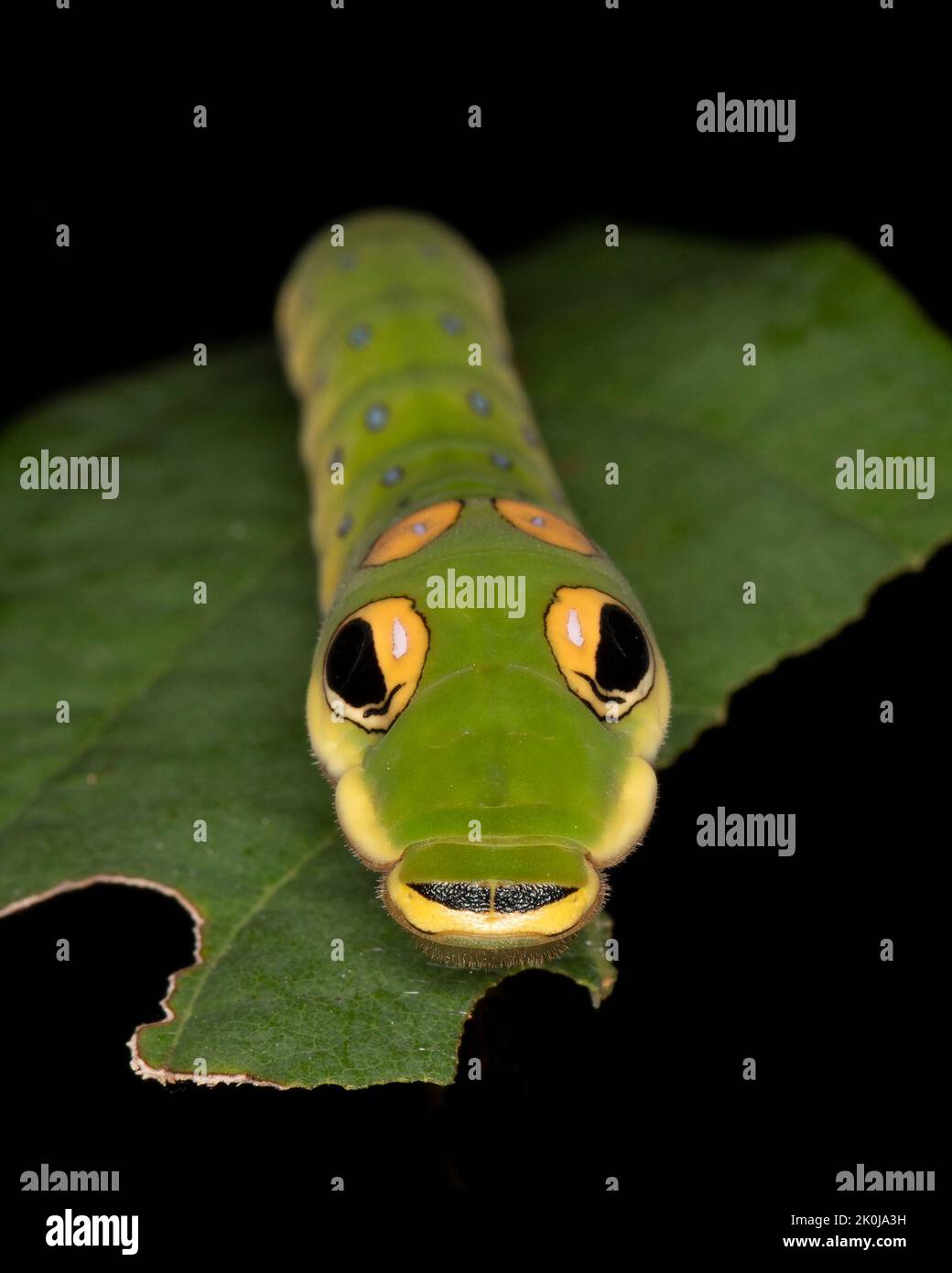 Maître de la mimiricrerie, une larve de papillons Spicebush (Papilio troilus) évite la prédation en ressemblant à un serpent - Grand Bend, Ontario, Canada Banque D'Images