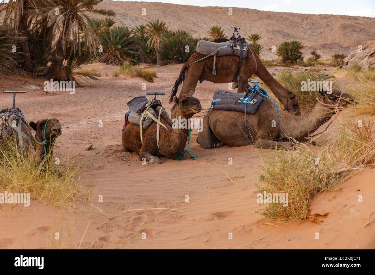 Chameaux reposant sur le sable dans le désert du Sahara. Maroc Banque D'Images