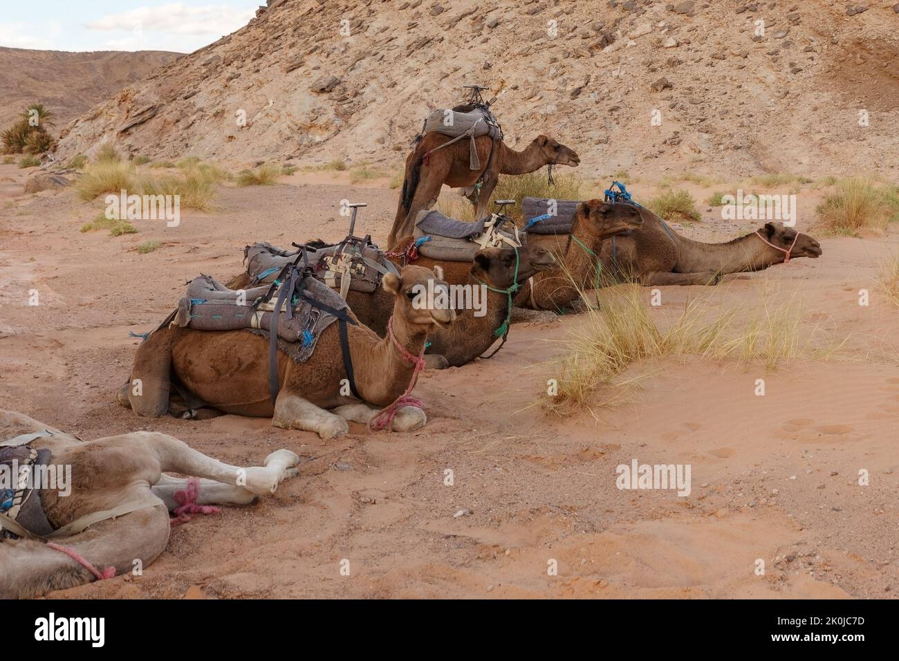 Chameaux reposant sur le sable dans le désert du Sahara. Maroc Banque D'Images