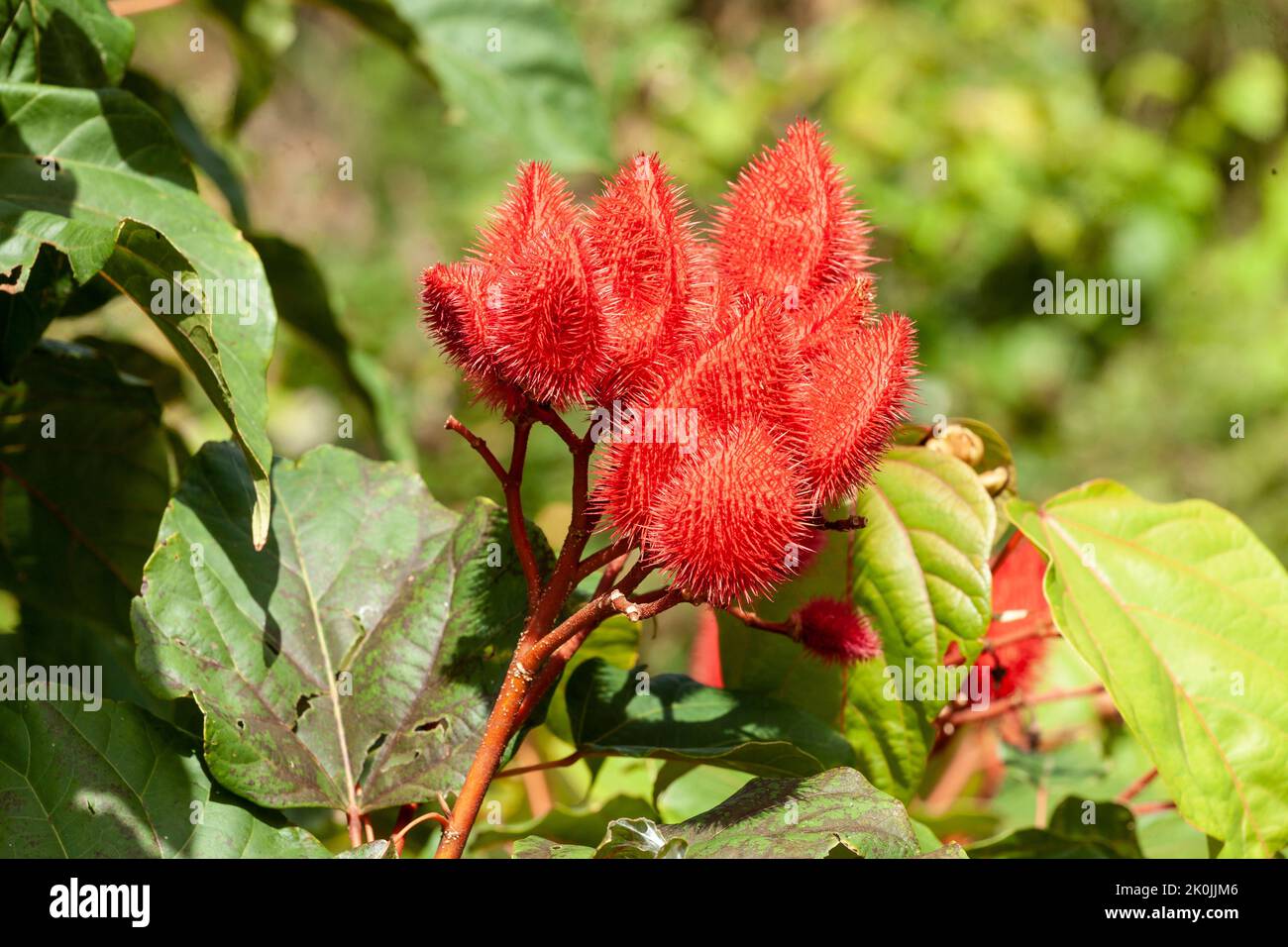 Bixa Orellana - Annatto Bush chargé et prêt pour la récolte Banque D'Images