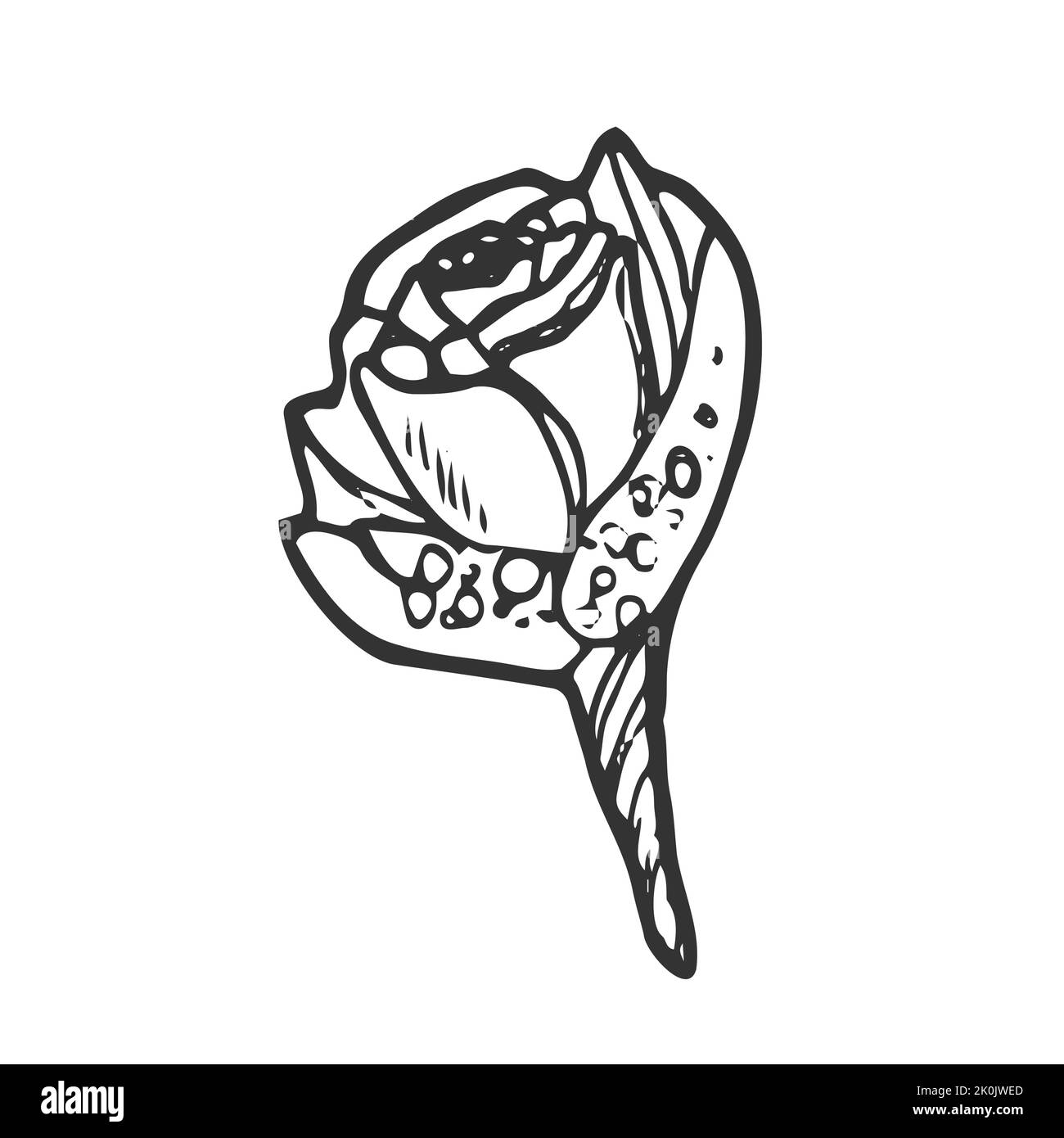 Illustration vectorielle isolée d'une petite boutonnière rose, d'un bouquet ou d'un bough. Illustration de Vecteur