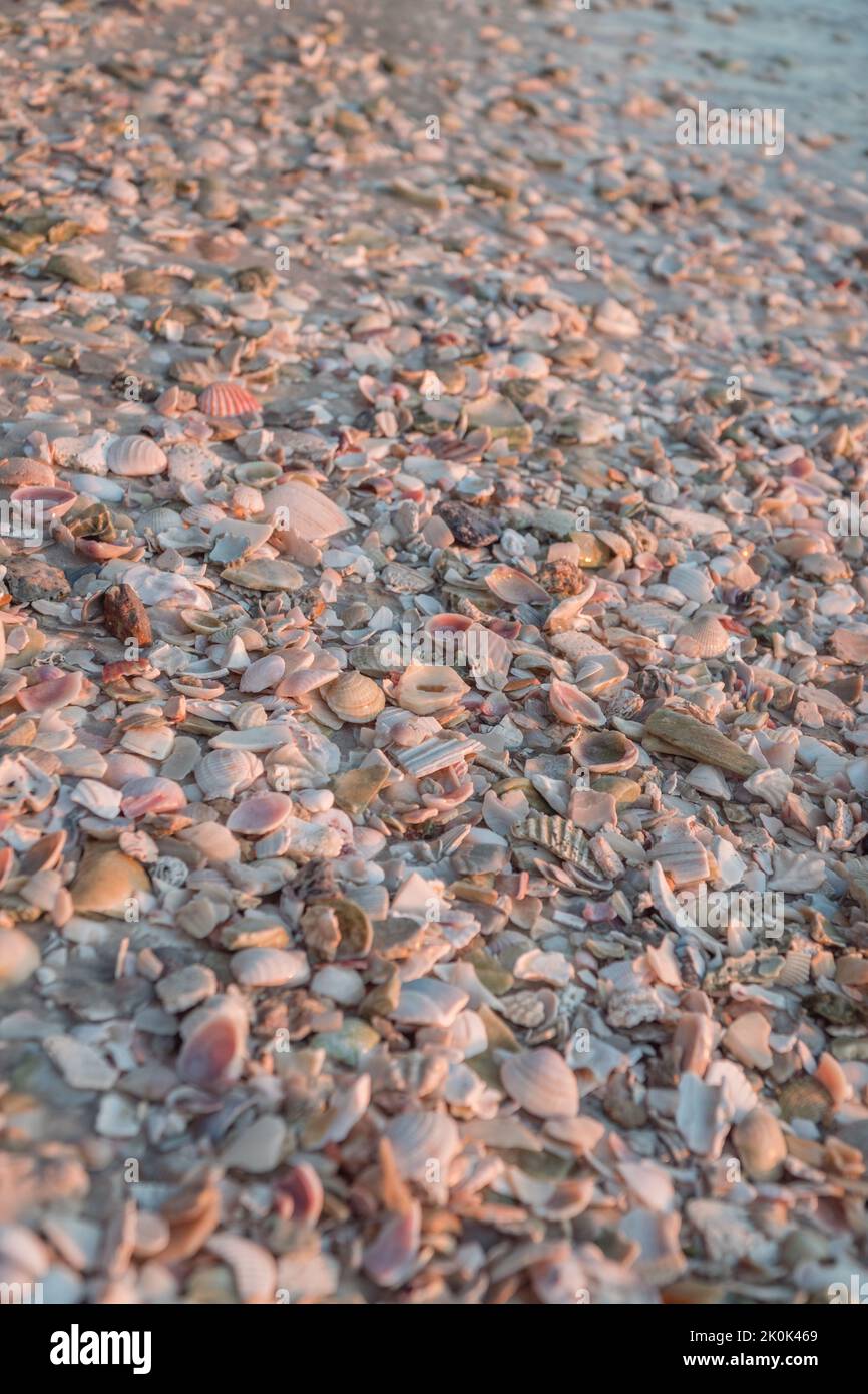 Vue rapprochée des coquillages sur la plage de Sarasota, Floride avec des couleurs rose et orange. Banque D'Images