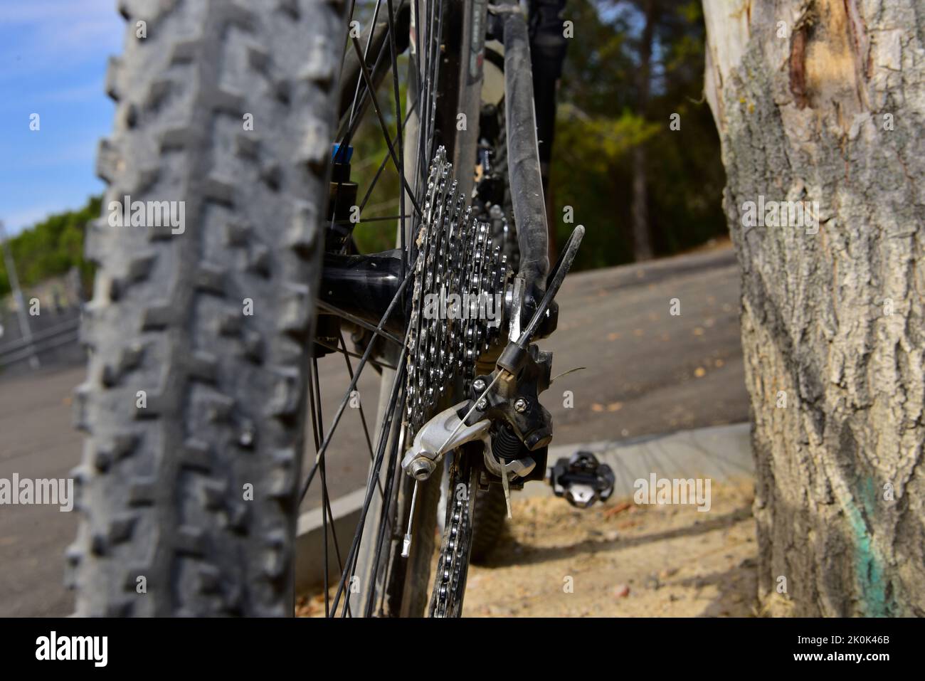 Roue de vélo de montagne avec les pignons à côté du tronc de l'arbre. Banque D'Images