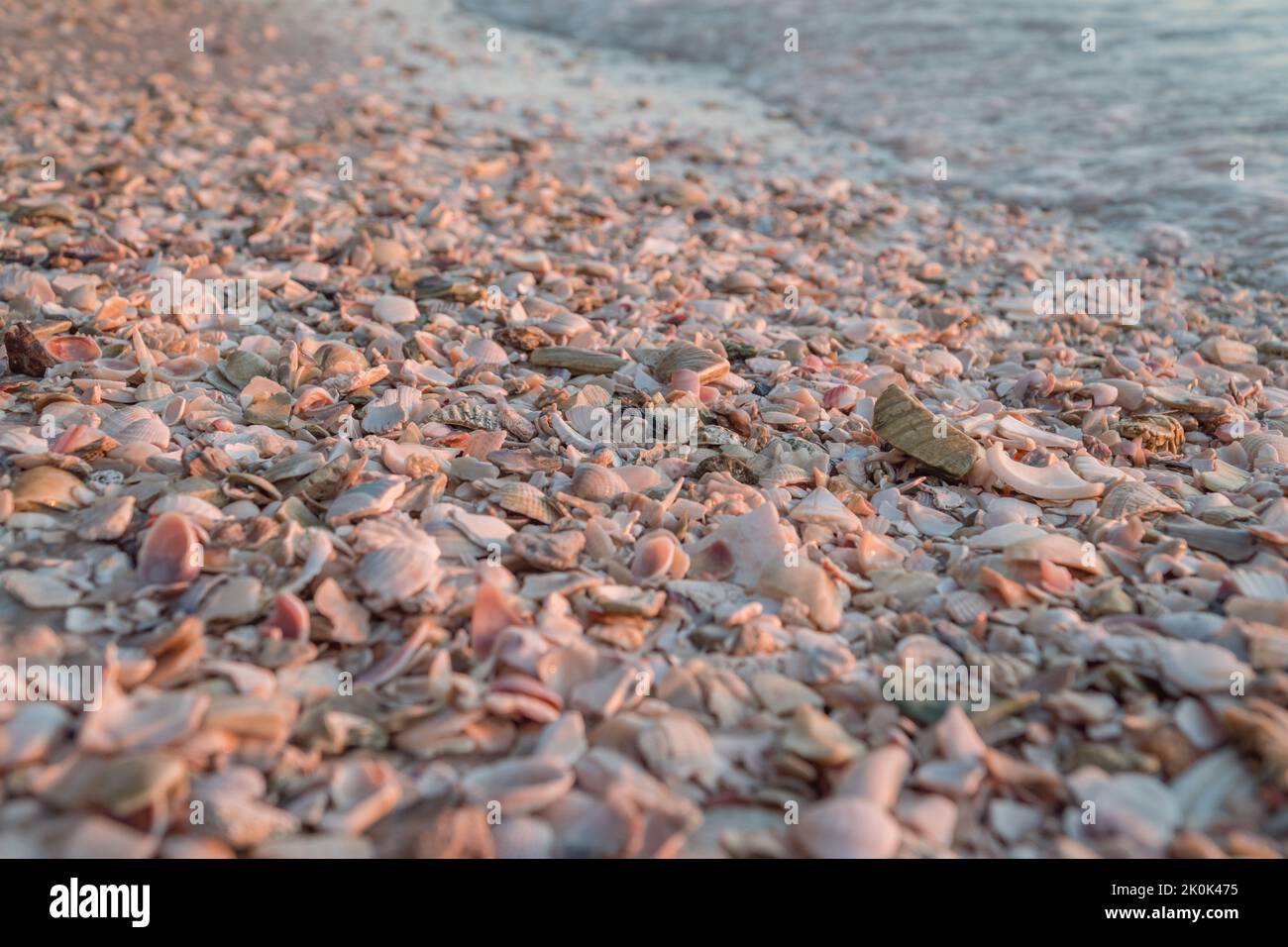 Vue rapprochée des coquillages sur la plage de Sarasota, Floride avec des couleurs rose et orange. Banque D'Images
