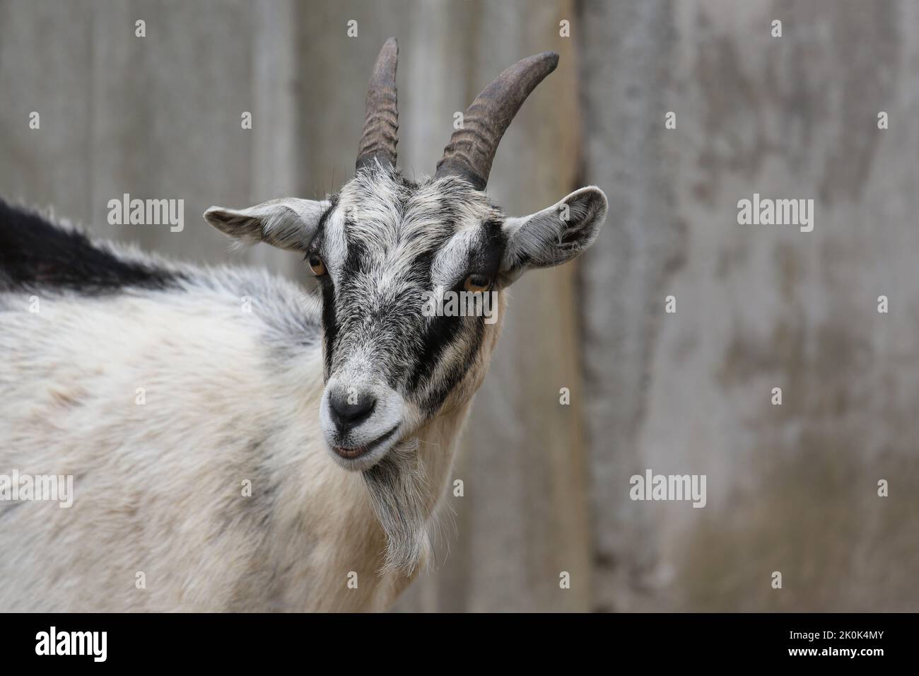 Jeune chèvre gros plan de la tête dans une cour de ferme Banque D'Images