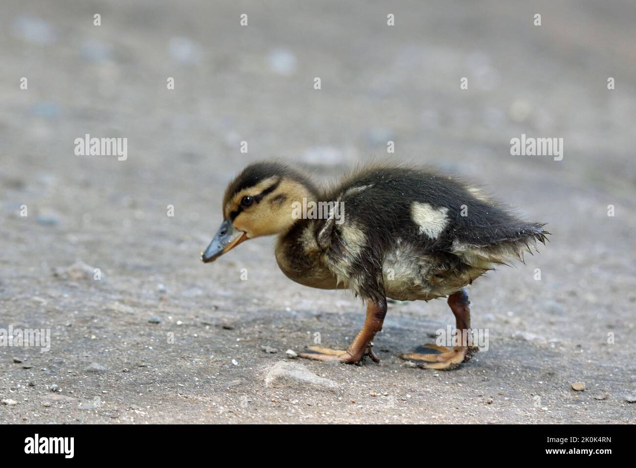 Petit canard moulard marchant au printemps avec un coeur en forme de timbre c'est des plumes Banque D'Images