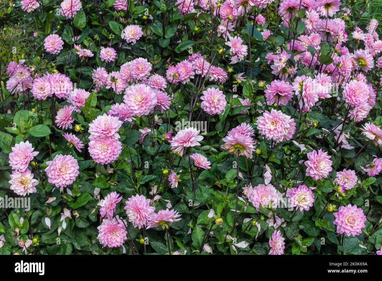 Les fleurs de Dahlia 'molody Harmony' fleurissent en septembre à RHS Wisley Garden, Surrey, Angleterre, Royaume-Uni Banque D'Images