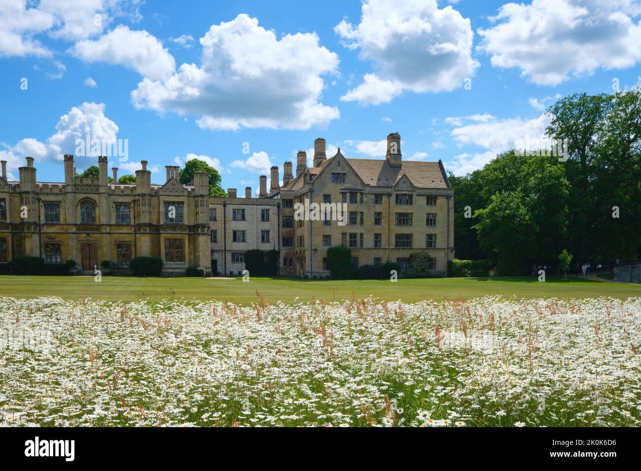 Un pré de fleurs sauvages, planté pour la conservation de la nature, devant le bâtiment Wilkins. Au King's College de Cambridge, Angleterre, Royaume-Uni. Banque D'Images