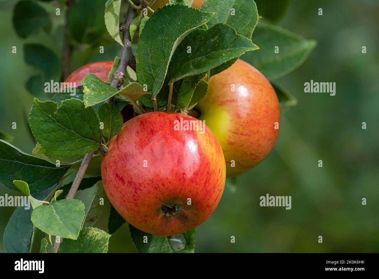 Roi des Pippins - Apple Banque D'Images