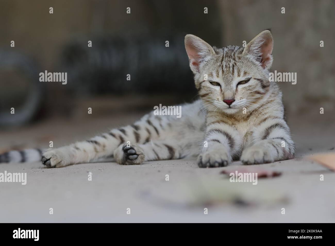 Une photo de bébé de chat adorable tabby assis à l'extérieur de la nature et regardant la caméra, Pali Rajasthan , Inde Banque D'Images