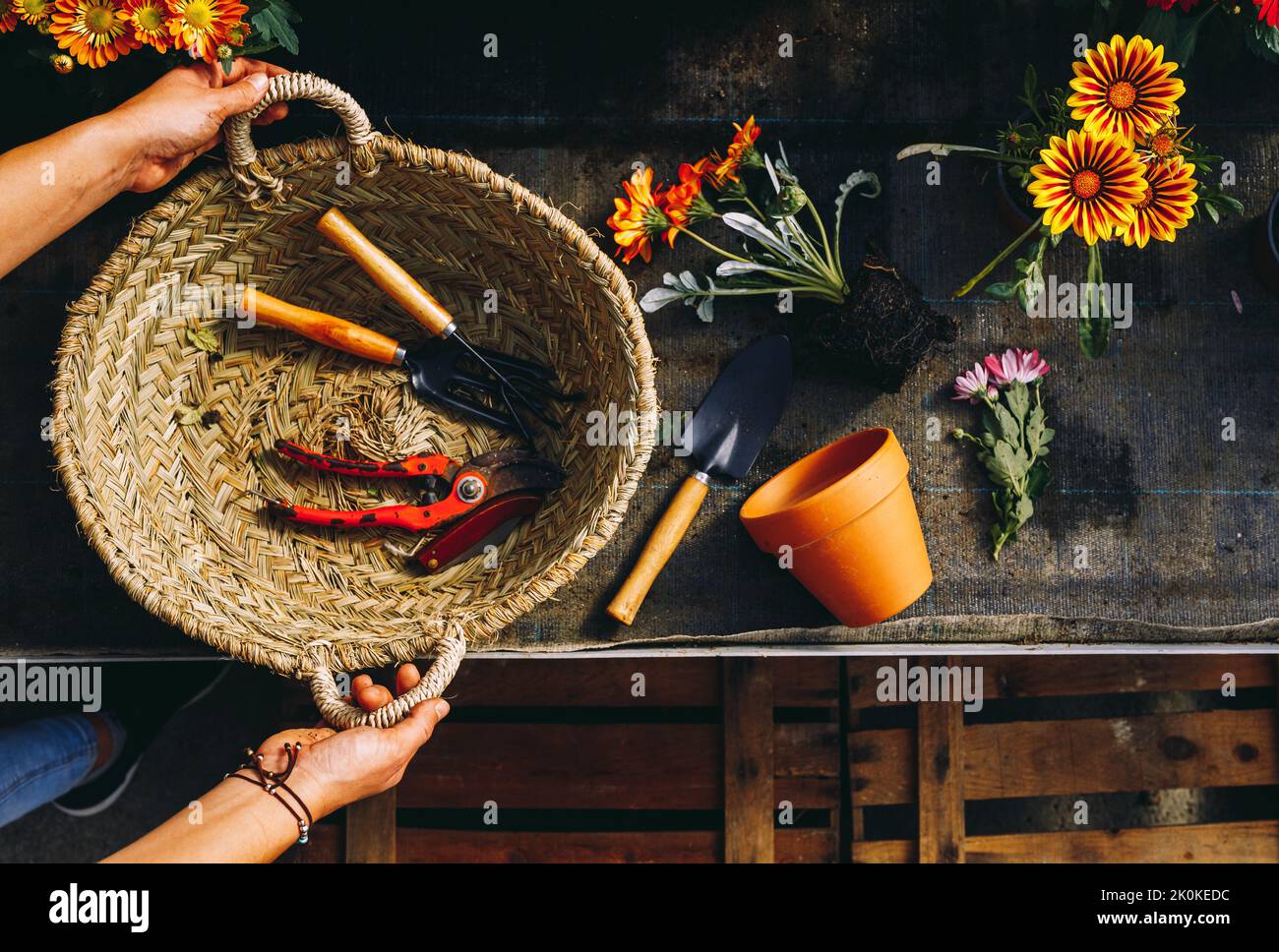 De dessus de la récolte femme tenant panier en osier avec des outils de jardin tout en se tenant au comptoir avec pot et fleurs de marguerite avec le sol Banque D'Images