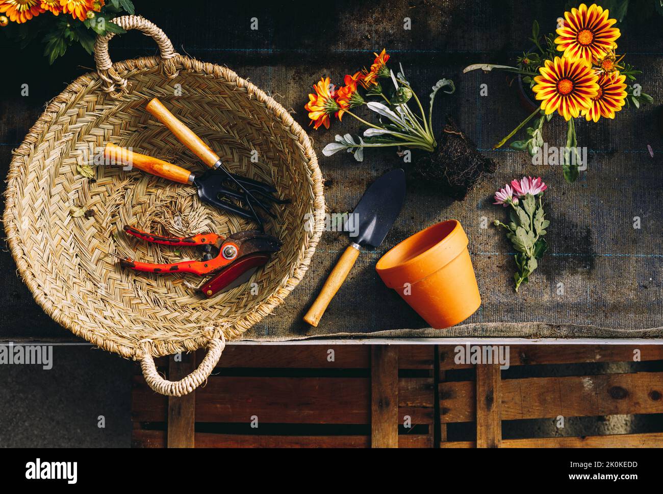 Vue de dessus de lieu de travail avec petite pelle de jardin et pot de fleur d'orange placé à côté du panier en osier avec outils et fleurs de marguerite avec le sol Banque D'Images