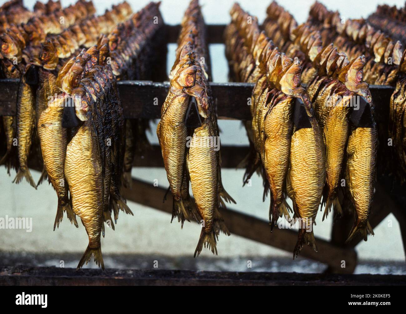 DANEMARK Bornholm poisson fumé directement de la fumée aux lunch plats des touristes Banque D'Images
