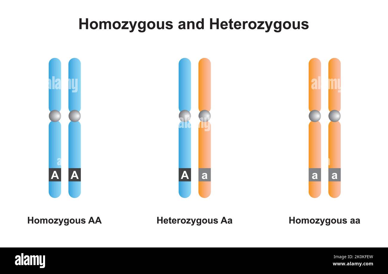 Conception scientifique de chromosomes homozygotes et hétérozygotes. Symboles colorés. Illustration vectorielle. Illustration de Vecteur