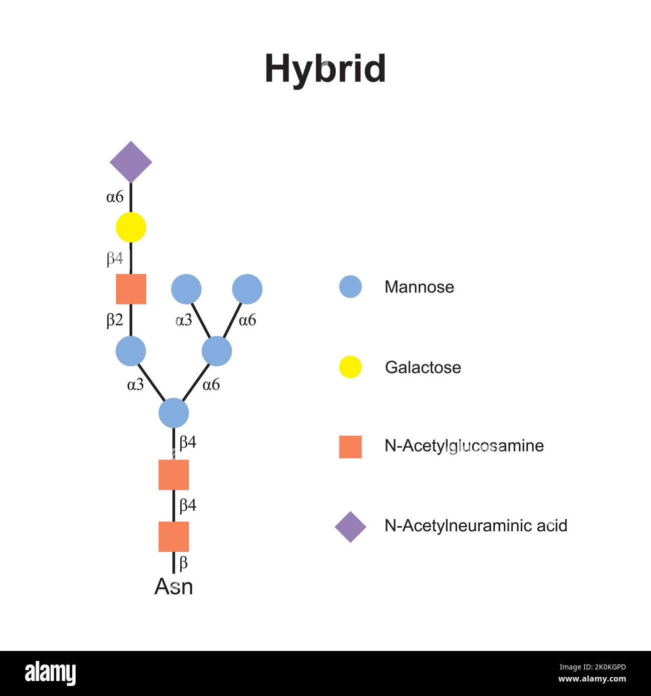 Conception scientifique de N-glycanes hybrides. Symboles colorés. Illustration vectorielle. Illustration de Vecteur