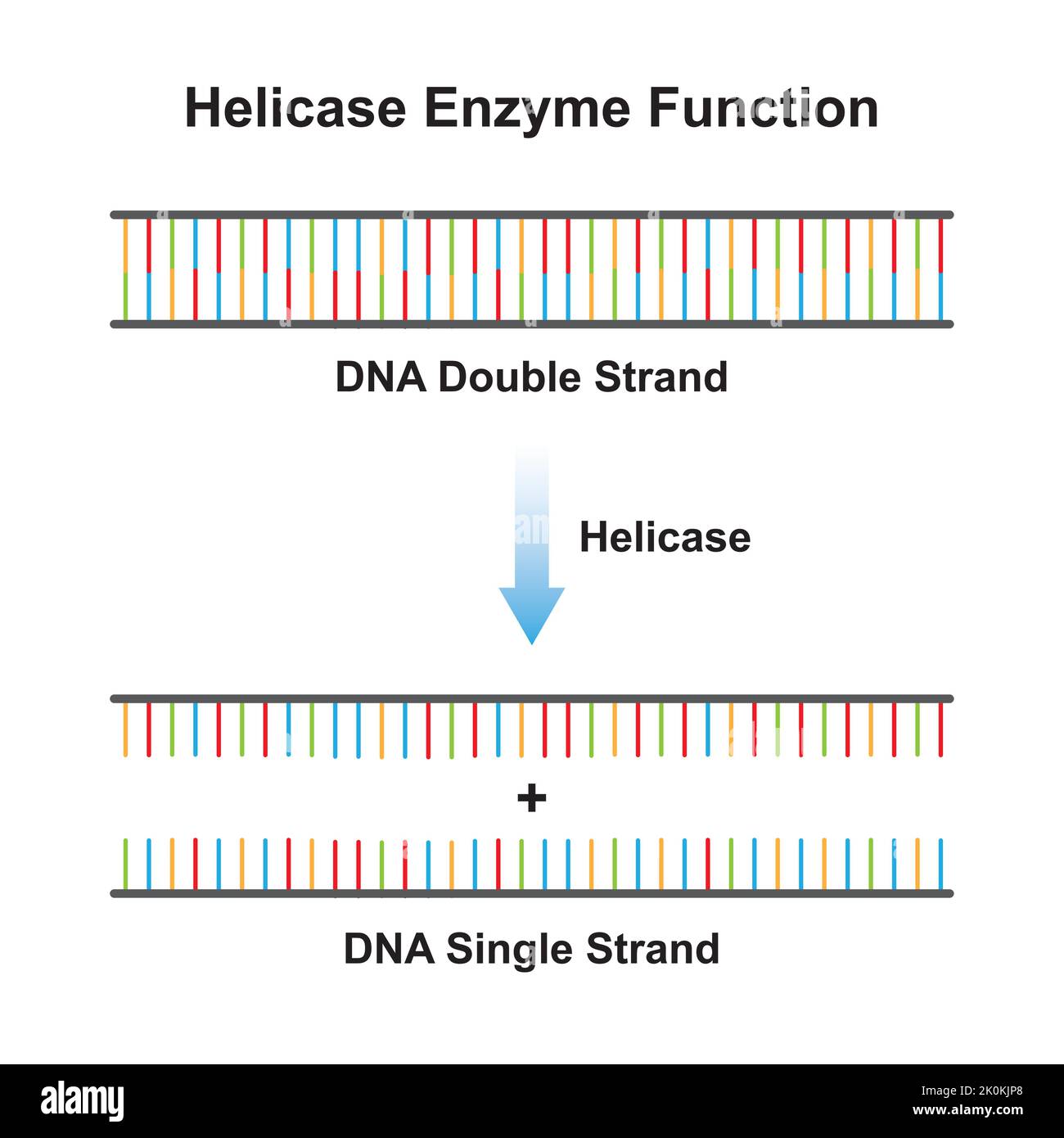 Conception scientifique de l'effet de l'enzyme hélicase sur la molécule d'ADN. De l'ADN double brin à l'ADN simple brin. Symboles colorés. Illustration vectorielle. Illustration de Vecteur