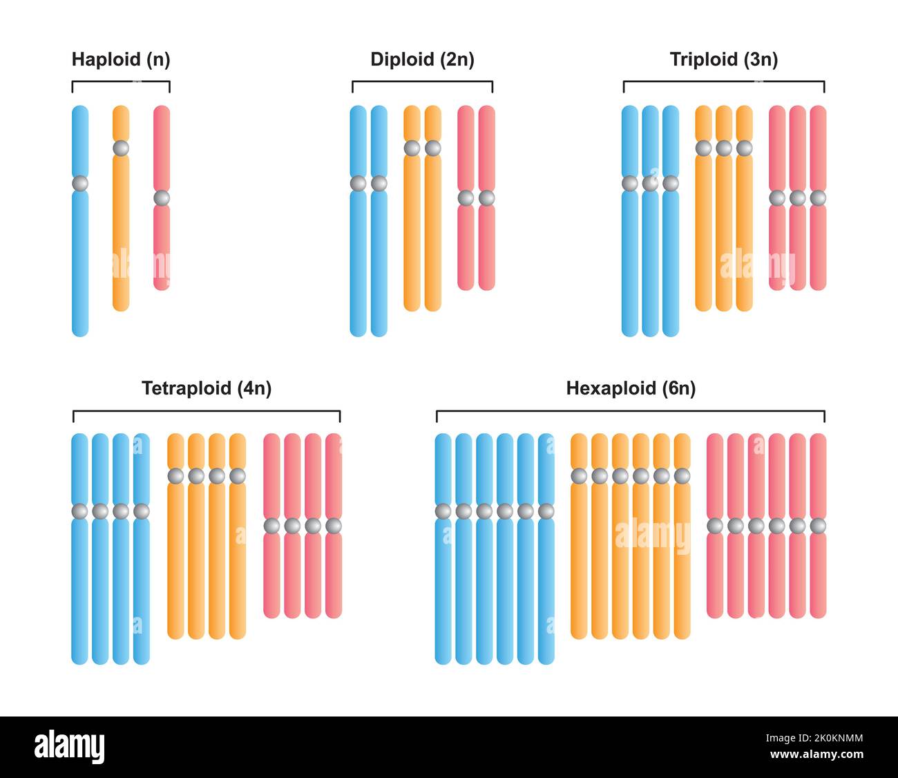 Conception scientifique de types de polyploïdie. Haploïde (n), diploïde (2n), triploïde (3n), tétraploïde (4n) et hexaploïde (6n). Symboles colorés. Vecteur. Illustration de Vecteur