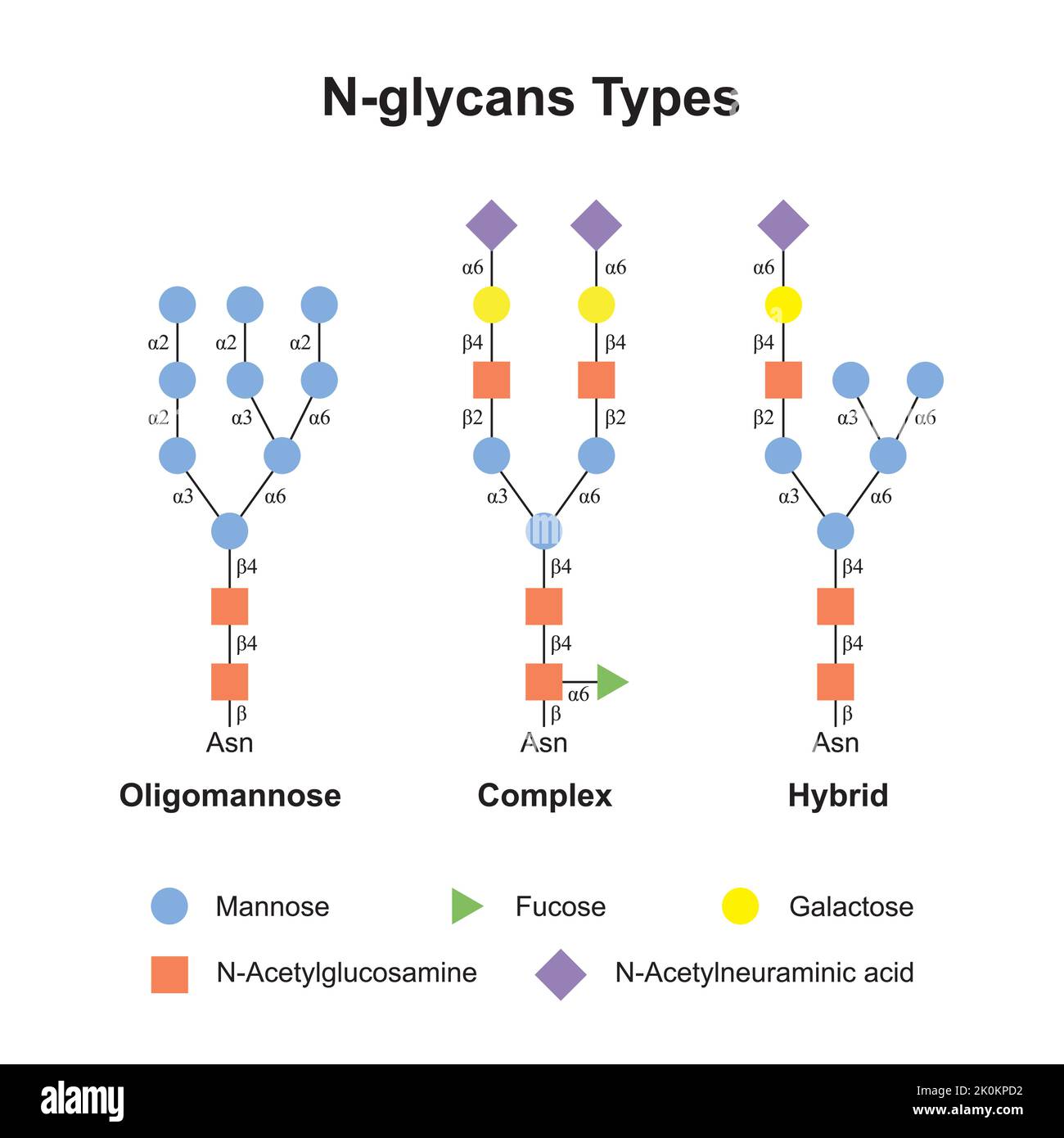 Conception scientifique de types n glycanes oligomannose complexe et