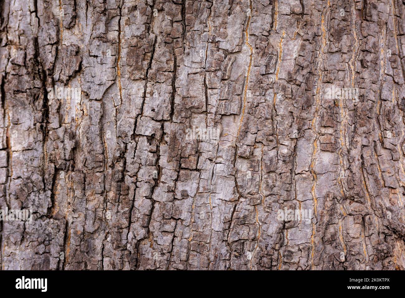 Motif d'arrière-plan de texture d'arbre en bois ancien. Écorce d'arbre. Banque D'Images