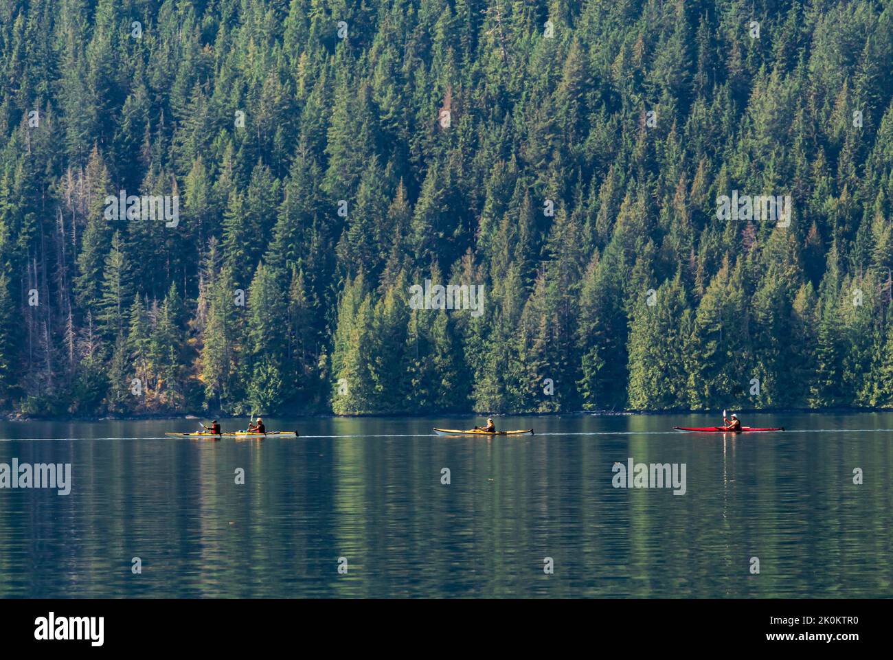 Kayakistes du groupe écotourisme paddle dans le chenal Okisollo, Colombie-Britannique, Canada. Forêt de conifères épaisse derrière. Banque D'Images