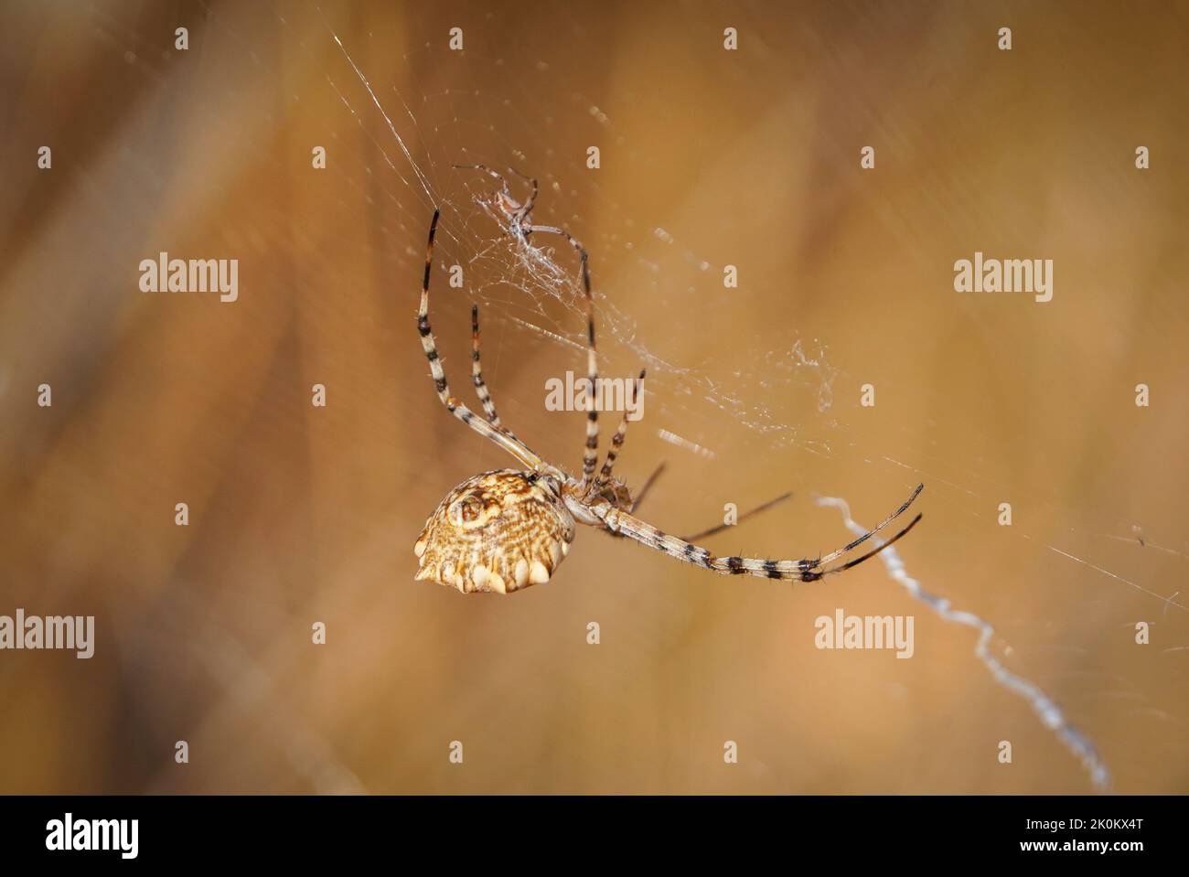 Argiope lobé, araignée lobata Argiope en toile, femelle et mâle. Espagne. Banque D'Images