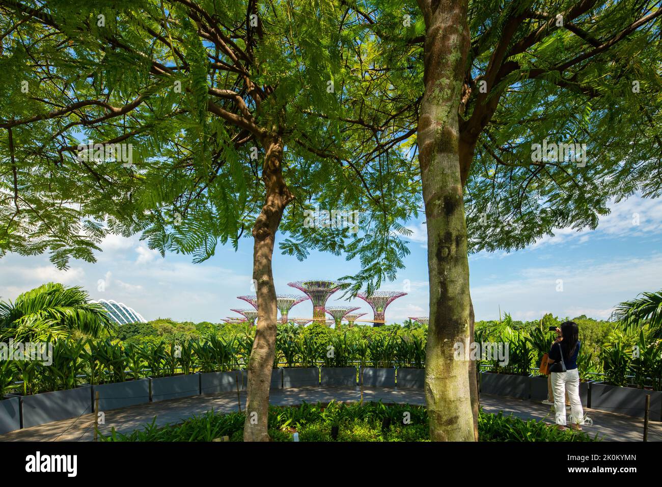 Vue arrière femme visiteur à l'aide d'un smartphone prenant une image de paysage de Gardens by the Bay, Supertree design environnement extérieur, plantes, Singapour. Banque D'Images