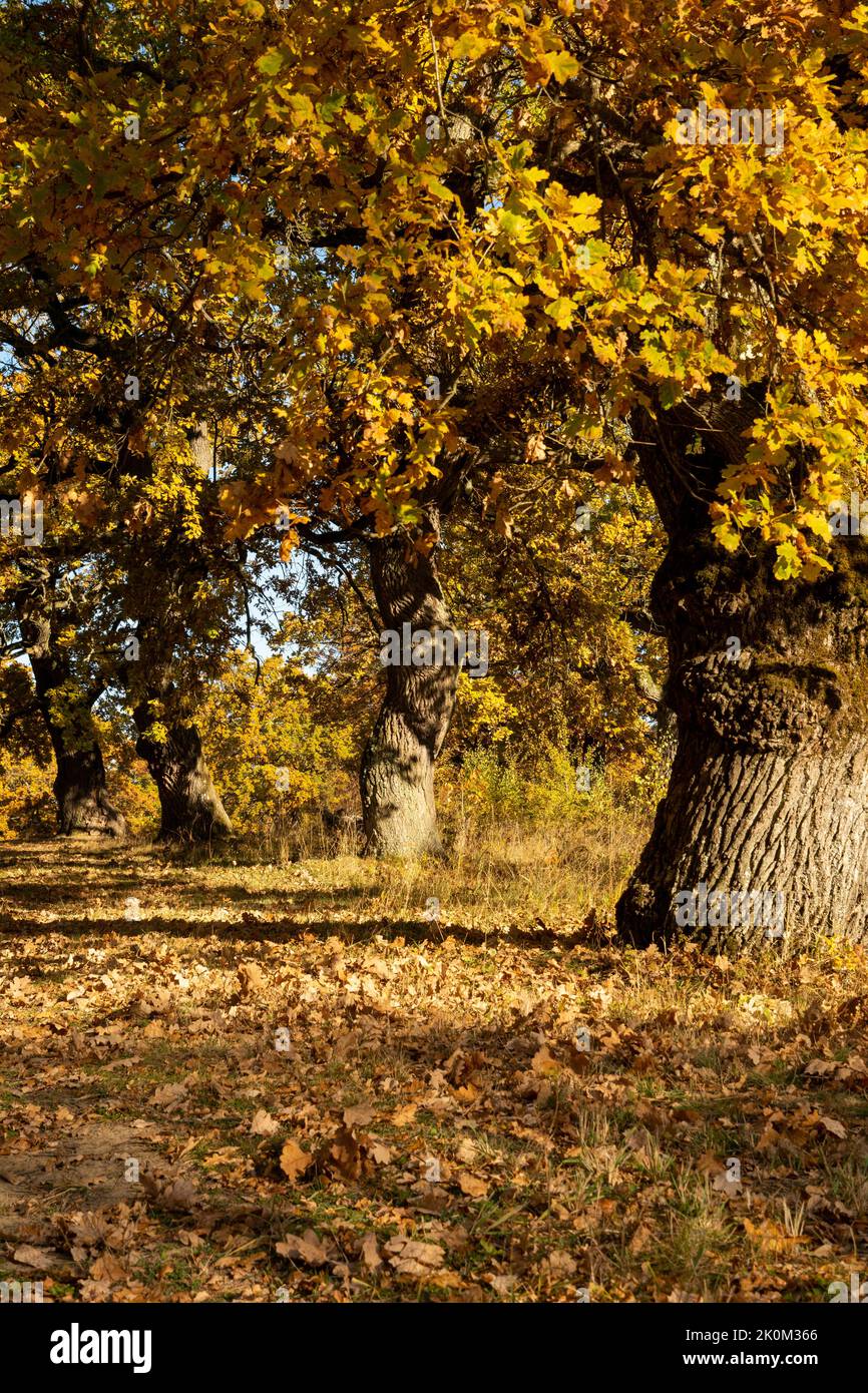 Feuillage de chêne d'automne. Feuilles de Quercus jaune à l'automne. Gavurky. Slovaquie. Banque D'Images