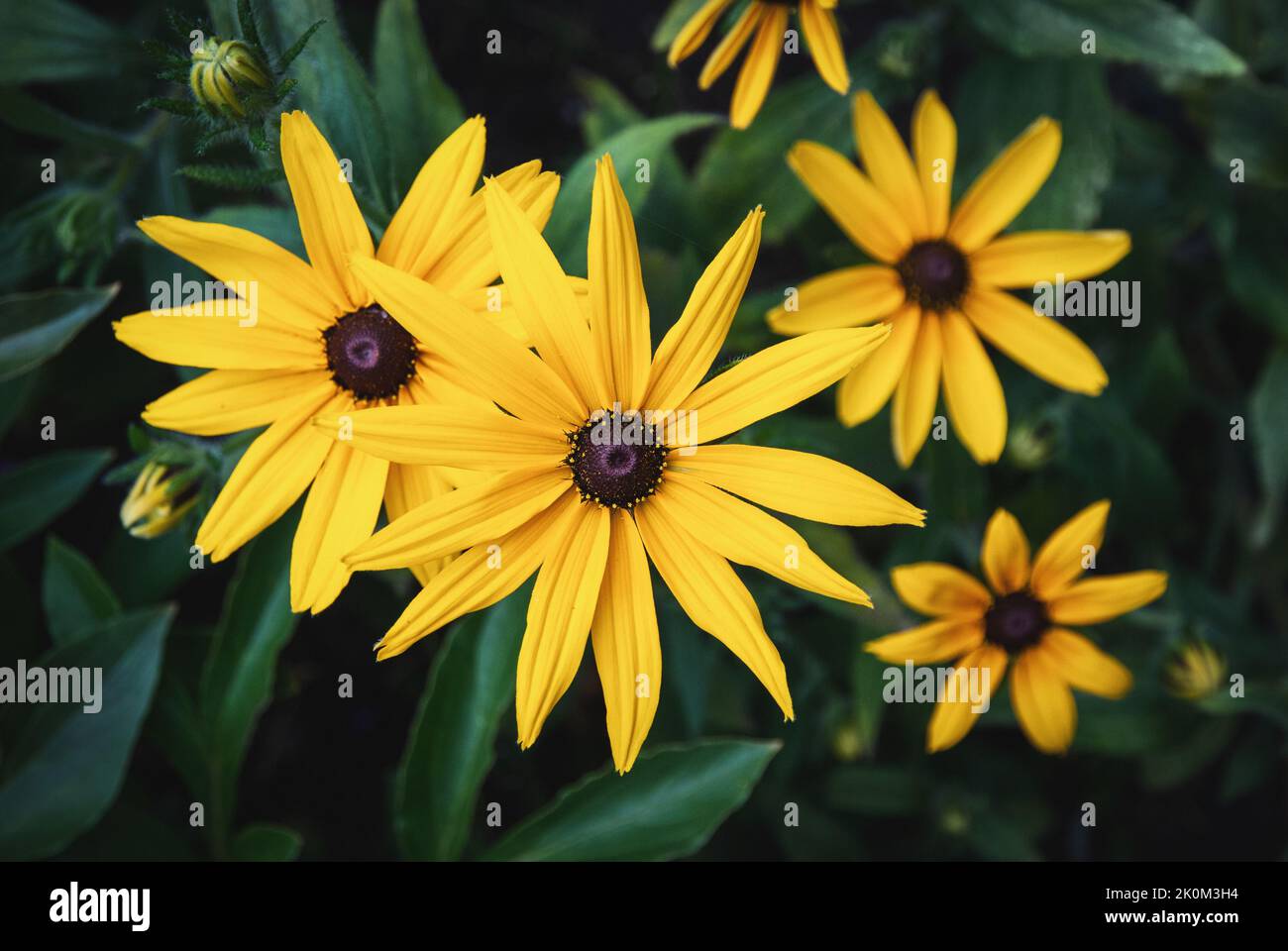 Rudbeckia fulgida, fleur de Marguerite jaune aux yeux noirs Susan dans le jardin Banque D'Images