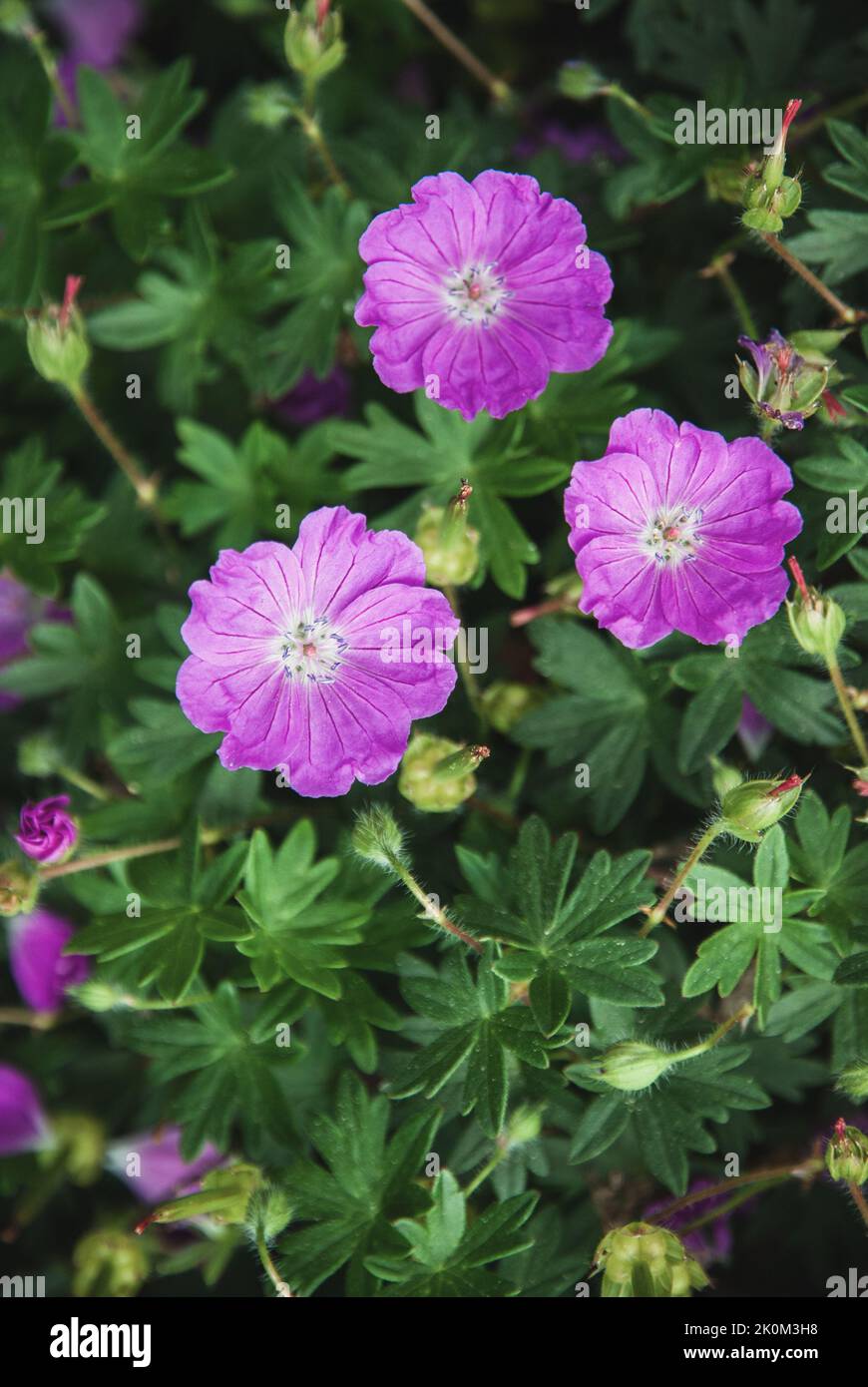 Géranium sanguineum, géranium sanglant ou fleurs violettes de Cranesbill dans le jardin d'été Banque D'Images
