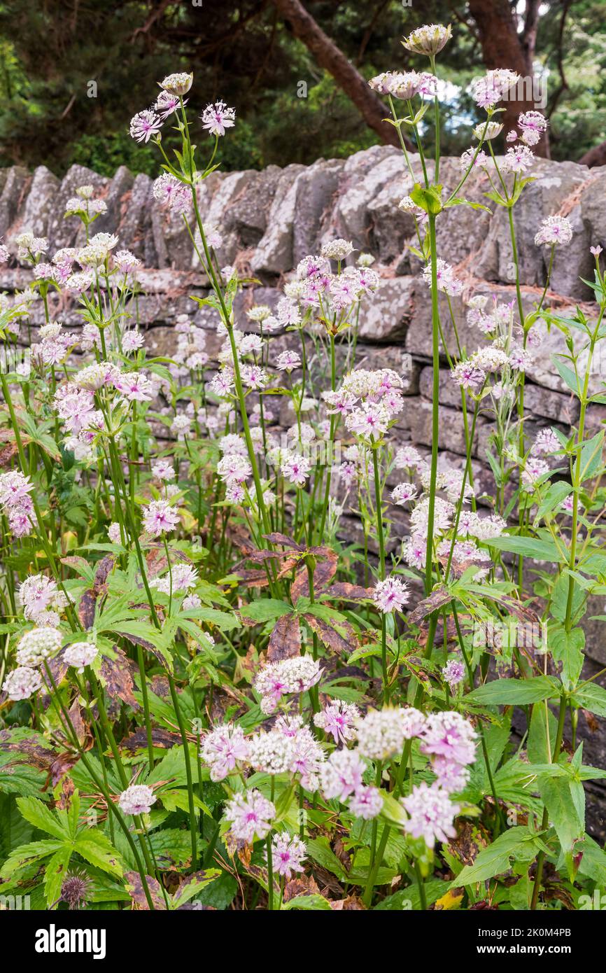 Masterwort, Astrantia bavarica. Banque D'Images