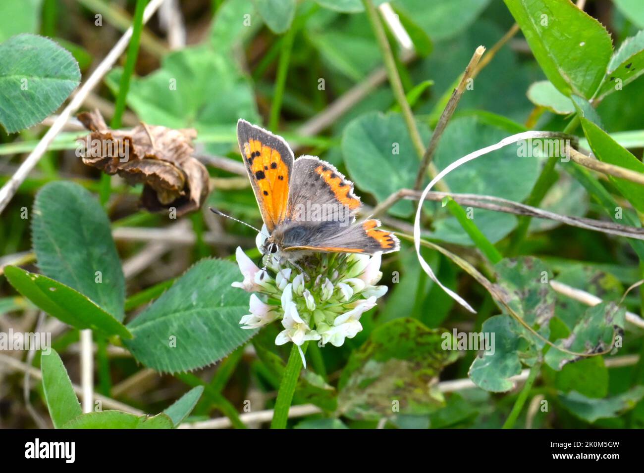 Petit papillon en cuivre nourrissant sur Clover vue latérale de fleur Banque D'Images