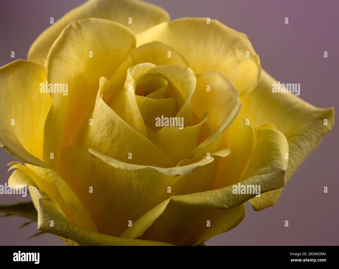 Rose jaune brillant avec fond rose doux Banque D'Images